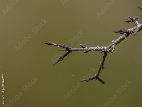 A Brimstone Egg on Buckthorne