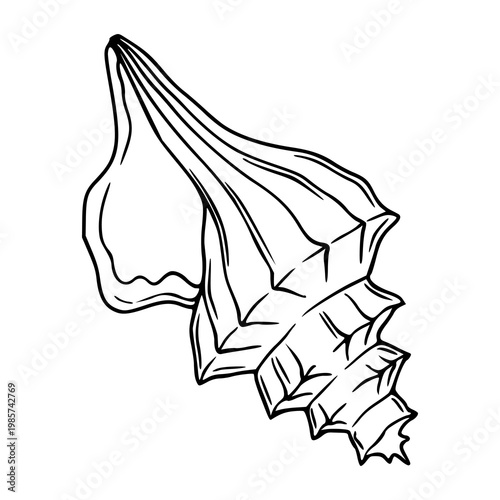 ocean conch shell sketch graphic element