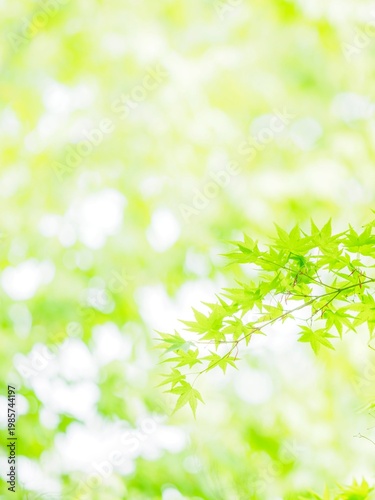 爽やかなモミジの新緑。明るい木漏れ日。雨上がりの透き通った色合い。自然風景素材。縦構図