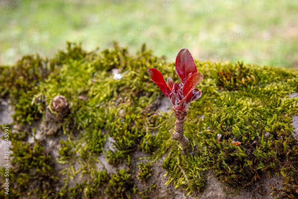 Fototapeta premium A young sprout with vibrant ruby-red leaves emerges from a thick, emerald-colored moss carpet covering a weathered tree trunk in a soft-focus natural environment.