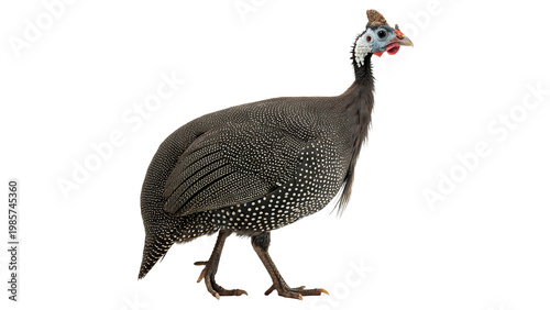 Bild auf Leinwand Guinea fowl walks  isolated on transparent background cut out