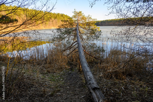 Canvas Print Falled tree on Lake Dlugie on a sunny spring day in Wesiory, Kashubia, Poland