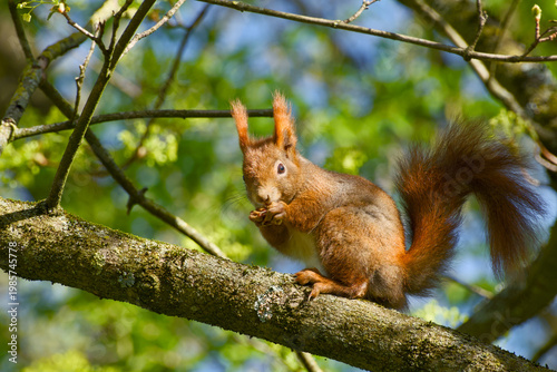 Red squirrel eating on tree branch