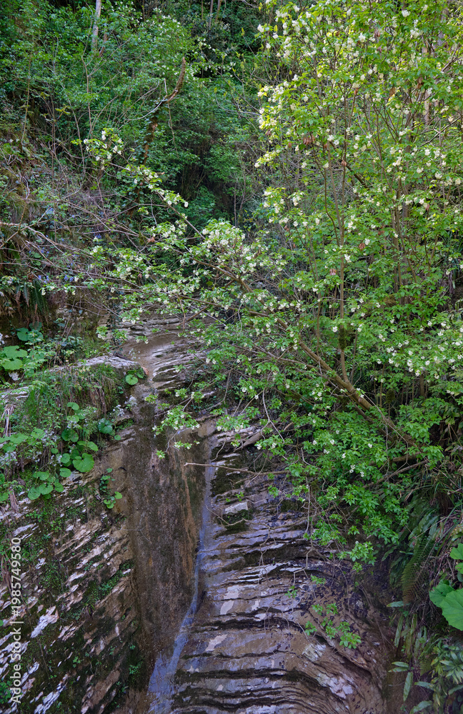 Fototapeta premium Caucasian bladdernut tree hangs over the gorge in Khosta Yew-Boxwood Grove.