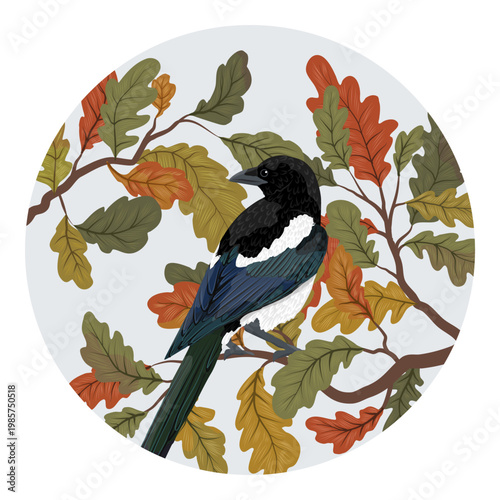 Eurasian magpie Pica pica perched on oak branches with autumn leaves in round shape vector illustration of wildlife bird in forest