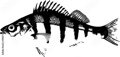 A highly detailed, photorealistic image of a whole raw Perch, showcasing its dark vertical stripes and vibrant orange-tinted fins, isolated on a pure white background