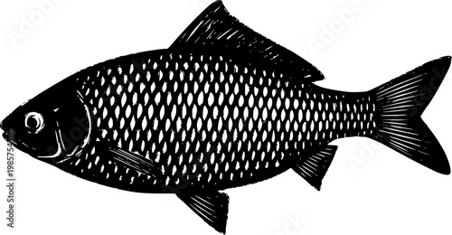 A highly detailed photorealistic image of a whole raw Ide (Orfe) showcases its silver body and reddish fins against a pure white background, capturing the intricate details with remarkable precision