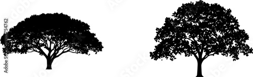 A solitary Teak tree stands majestically on a pristine white background, its large, rough-textured green leaves and sturdy trunk illuminated by bright studio lighting in an 8k ultra-sharp image