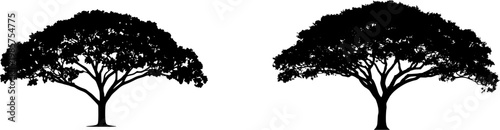 A solitary Walnut tree stands isolated on a pure white background, its broad canopy casting deep shade against the stark contrast of its textured bark, all captured in an 8k ultra-sharp image with