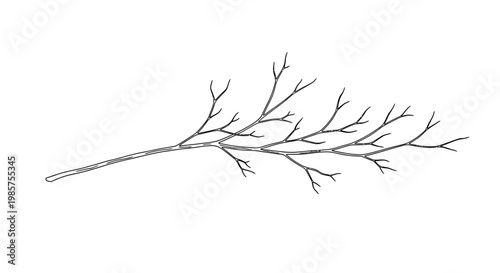 Detailed illustration of a twig branch.