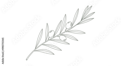 Detailed illustration of olive branch.