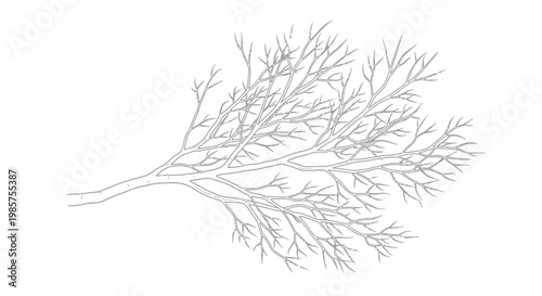 Detailed illustration of seaweed fronds.