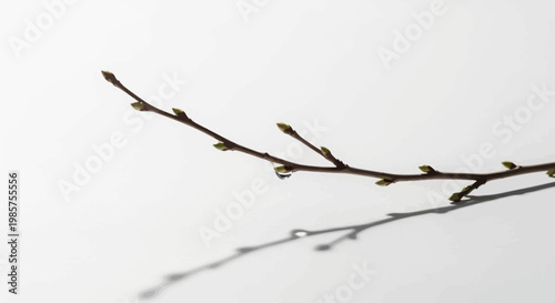 Branch with small green buds growing.