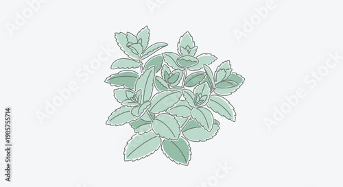 Green leaves on a plant stem.