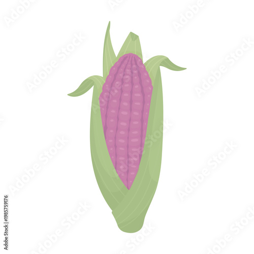 An ear of purple corn with green leaves on a white background. Agricultural products. Forage crops. Unusual varieties.