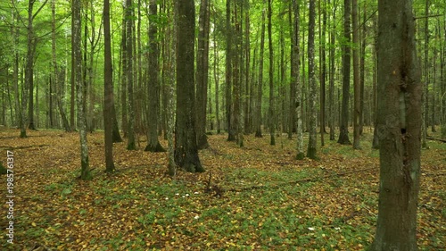 POV walk through quiet autumn forest with tall trees and soft natural light