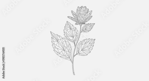 Fotografie Detailed drawing of a flower stem.