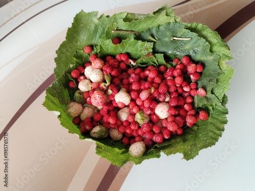 picked wild strawberry macro photo	