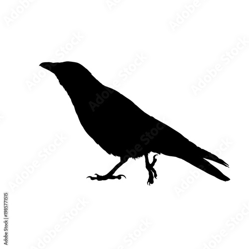 Raven bird silhouette - vector illustration