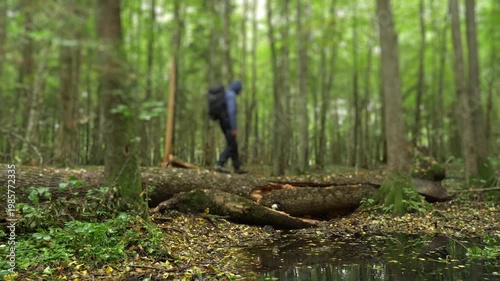 Hiker with backpack crossing a fallen tree in a forest with shallow water below