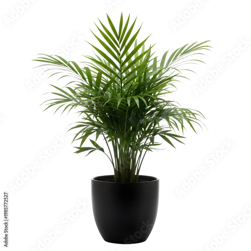 Areca palm plant in black pot with indoor plant palm tree potted plant