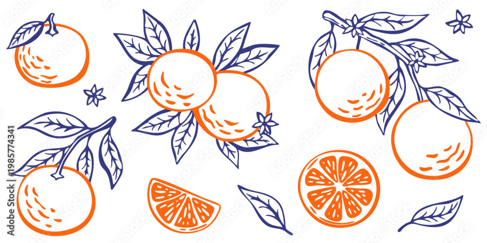 Fototapeta premium Juicy and fresh citrus illustrations in a trendy outline style. Perfect for food packaging, juice branding, summer menus, healthy lifestyle design, and social media.