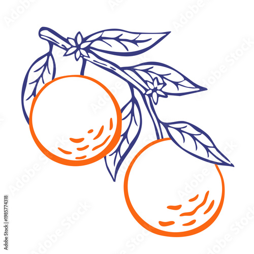Juicy hand-drawn tangerines. Perfect for food packaging, juice branding, summer menus, healthy lifestyle design, and social advocacy.