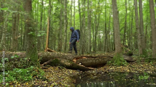 Backpacker crossing a fallen forest tree above a shallow reflective puddle