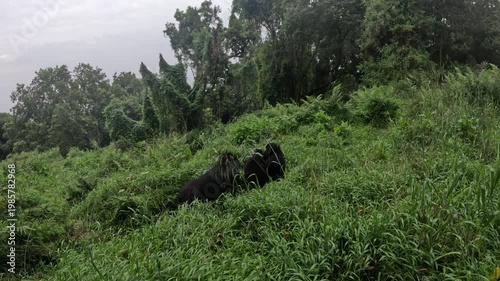 Scenic rainforest trekking with mountain gorillas in Mgahinga Uganda, immersive travel video