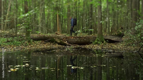 Hiker crossing a fallen tree above a rainy forest water pool in soft focus