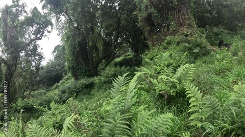 Scenic gorilla trekking video in Uganda with mountain gorillas in Mgahinga rainforest environment