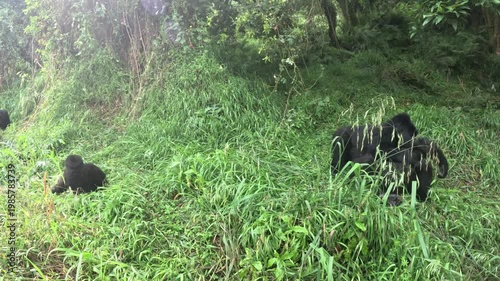 Cinematic footage of gorillas in Mgahinga Uganda with dramatic jungle atmosphere and close interaction