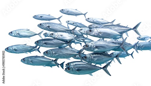 A school of metallic-colored fish swims together, creating a dynamic, flowing form against a clean white background