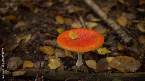 Red forest mushroom standing among autumn leaves on the woodland floor