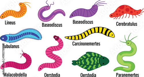 Ribbon worm species colorful marine nemertean invertebrate wildlife flat icon set