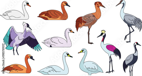 Swan and crane species colorful aquatic waterfowl avian wildlife flat icon set