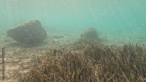 Goldband Goatfish Foraging Within Seagrass Beds