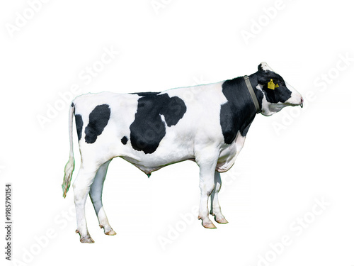 Holstein Friesian bull standing isolated on white background, full length side view profile.Powerful black and white spotted breeding bull with nose ring, livestock animal.