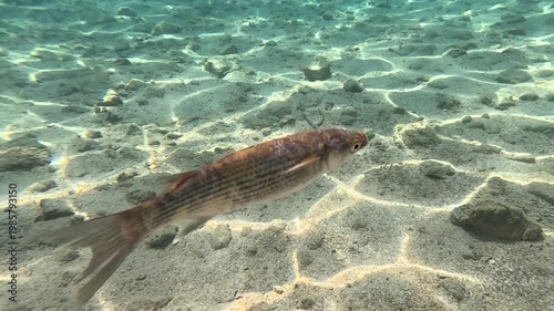 Signs of Illness: Weakened Grey Mullet Observed in Dirsekbuku Bay