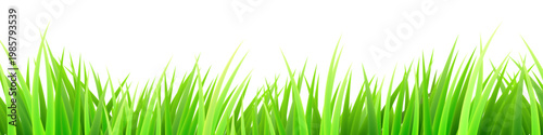 Seamless horizontal border of fresh green grass blades on a white background for spring or summer landscape design