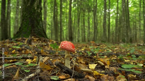 Red mushroom growing on forest floor among leaves and moss
