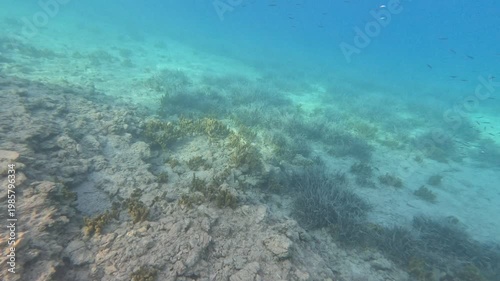 Panoramic View of Mediterranean Seagrass Meadows and Marine Sponges