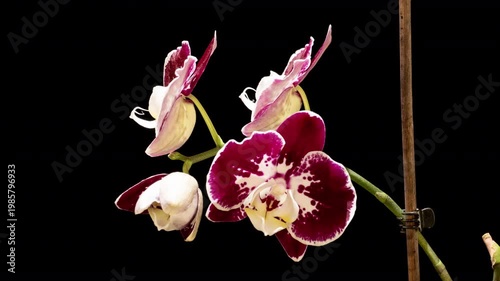 Seamless Loop Orchid Blooming and Closing Cycle on Black Background