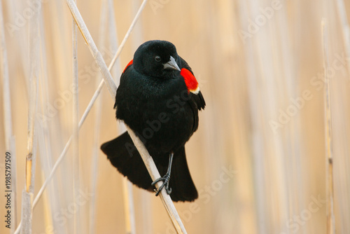 Male Red-winged Blackbird (Agelaius phoeniceus) perched among cattail grasses
