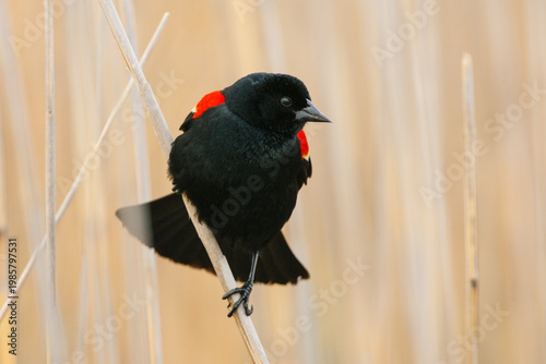 Male Red-winged Blackbird (Agelaius phoeniceus) perched among cattail grasses