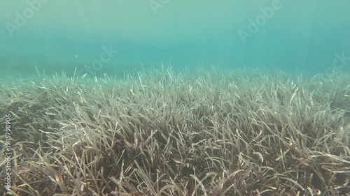 Close-up of Bleached Posidonia Seagrass Leaves