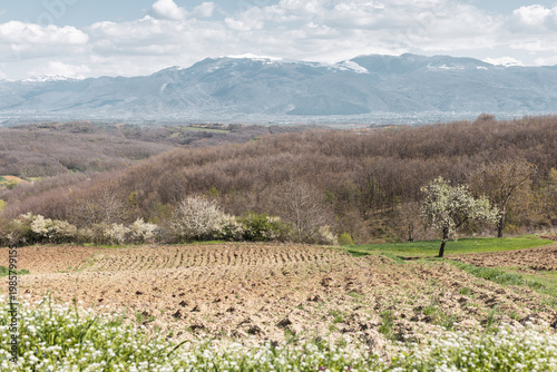 Blooming fields in Rahovec, Kosovo in spring season