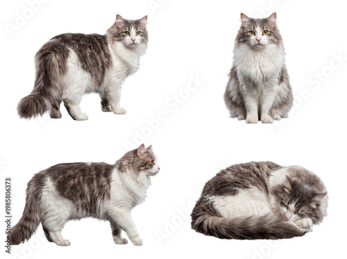 Four diverse poses of a beautiful long-haired domestic cat with white and tabby fur.