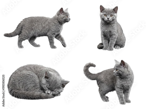 Bild auf Leinwand A captivating compilation of four grey British Shorthair kitten photographs in varied delightful poses