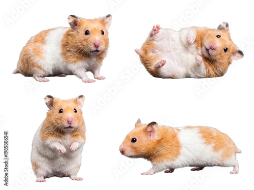 Diverse golden hamsters showcasing unique poses, including lying on back and standing.